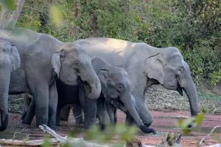 Jim Corbett National Park Tour – 2 Nights / 3 Days | Ex Delhi