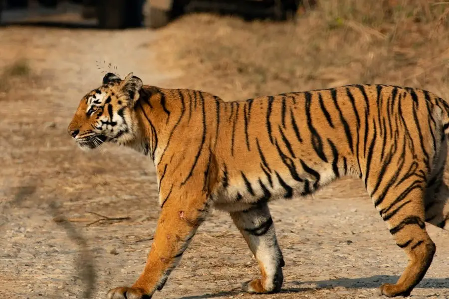 Jim Corbett and Nainital Tour Package (4 Nights / 5 Days) | Ex Kathgodam